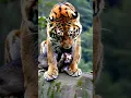 Download Lagu The tiger saved baby monkey of falling down from the mountain #shorts #trending #shortvideo #short