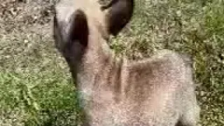 French Bulldog Puppies Sale in Dandridge TN