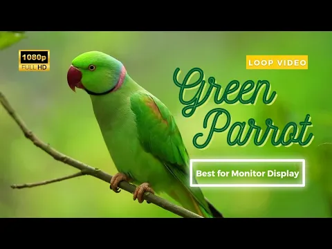 Download MP3 Green Parrot Forest 1 Hour Loop HD Video Best for Relaxing and Meditation | Best for Monitor Display