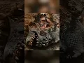 Download Lagu Ikan piranha yang sangat ganas