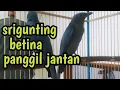 srigunting betina panggil jantan