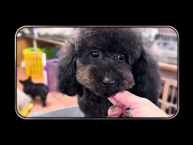 動画