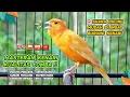 Download Lagu Kenari GACOR NGEREK‼️ Masteran Kenari PAUD dan Pancingan Kenari MACET BUNYI dan Betina NGIWIR - 70
