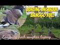 Download Lagu Burung Incaran Ternyata Banggo Full, Sampai Dirumah Langsung Naik SL@terkukur peliharaan 