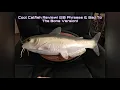 Cool Catfish Review 20 Phrases Bad To The Bone Version