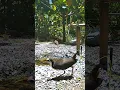 Download Lagu The sound of Water-hen bird 🐧Backyard