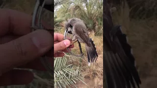 صيد البلابل لؤي العزاوي 