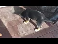 German Shepard Rottweiler Mix puppy week 12