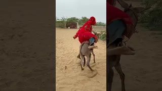 فتاة شابة تركب الحمار الذي يتدلل ويرفض التحرك 