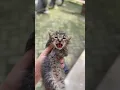 Download Lagu suara anak kucing #kitten #cat