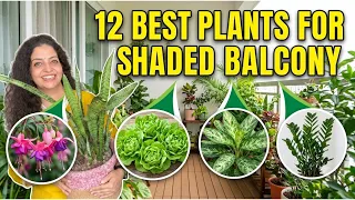 No Sunlight? Grow These 12 Plants in Your Balcony ✨