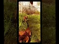 Rhodesian ridgeback puppies available for sale in india Please call 9910504304