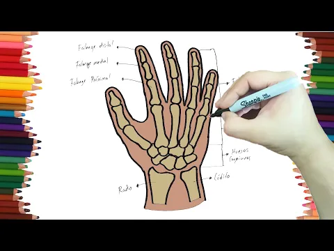 Download MP3 como dibujar los huesos de la mano | Dibujos faciles