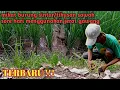 Download Lagu mikat burung sintar sawah~jerat gawang