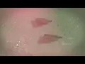 Şehit Tahtında Rabbe Gülümser ᴴᴰ / Türkçe Neşid
