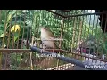 Download Lagu Kecici Belalang Gacor Rock n' Roll ( Pallas's Grasshopper Warbler)