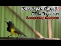 Lagu PANCINGAN PENGGACOR PAING COCOK UNTUK SEMUA SOGON‼️IJOAN JANTAN TROTOL METALIK PASTI RESPON GACOR