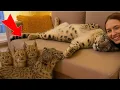 Lagu Rescued Snow Leopard Reveals His New FAMILY 😱 I WASN'T READY FOR THIS!