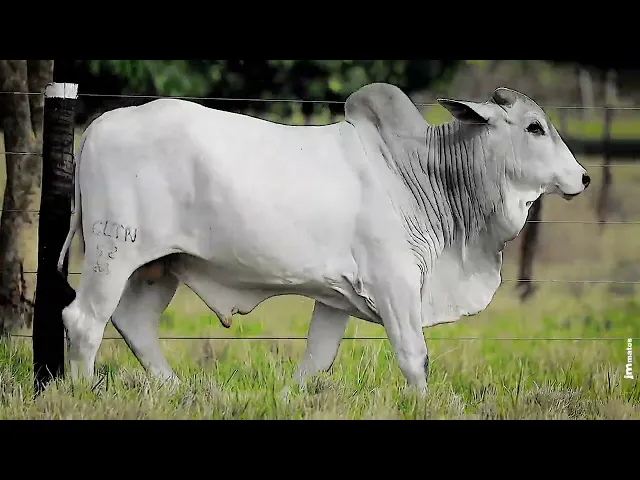 Touro Nelore CLTN - 52