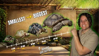 Smallest to Biggest Tortoises at the Zoo! 🐢