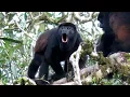 Howler Monkey Howling Mantled Howler Monkeys of Costa Rica