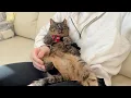 Download Lagu 怪我してた野良猫を保護してあげたら日に日に態度が大きくなって困ってます…笑