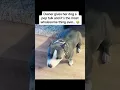 Pitbull Pep Talk