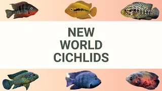 Download NEW WORLD CICHLIDS MP3