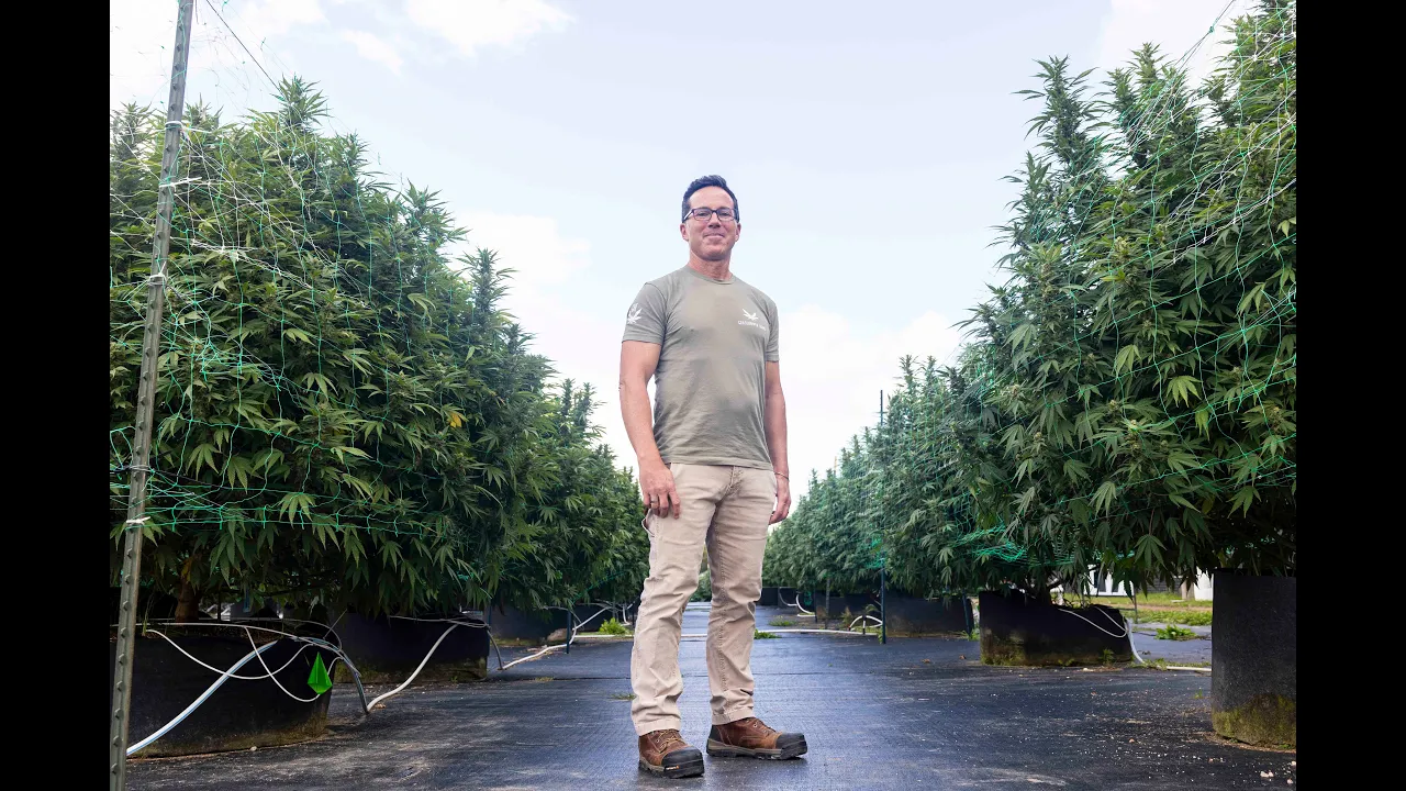 6,000 plants make up this outdoor cannabis grow in Michigan