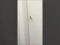 Download Lagu Meeting a Friendly Spider