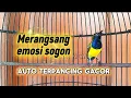 Download Lagu MERANGSANG EMOSI SOGON || SOGON MALAS BUNYI AUTO LANGSUNG RESPON #sogon #pancingansogon #sogongacor 
