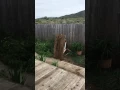 Explosive lemon