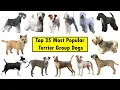Top 35 Terrier Group Dog Breeds