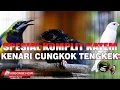 Download Lagu MASTERAN KOMPLIT KOMPILASI DASYAT CUCAK CUNGKOK ISIAN ISTIMEWA KENARI TENGKEK BUTO