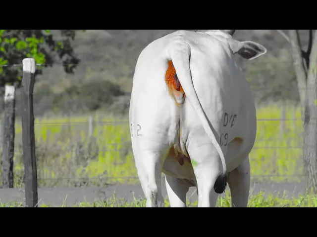 Lote 14