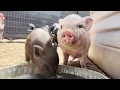 Visit our loving mini pig farm in Valley Center Ca cute animals Farm Animals