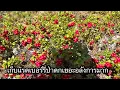 Download Lagu เก็บแรดเบอร์รี่ป่ายขายปีนี้ดกเยอะอลังการมาก