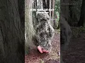 Download Lagu Kids GHILLIE suit. Use it as a costume!! #ghillie #camouflage #costume #hunting #camo #naturelover