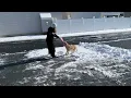 Dog Plays With Snow Being Thrown by Owner - 1282037