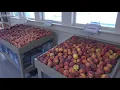 We ve got a ton of peaches Georgia farmers relieved this peach season