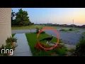 Have You Ever Seen A Peacock Fly RingTV