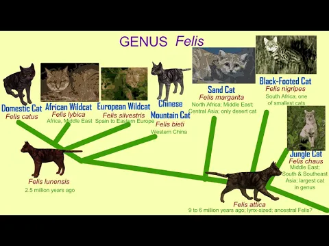Download MP3 the cat genus Felis evolution \u0026 modern species