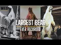 The Largest Bears Ever Recorded - Bigger Than You Can Imagine