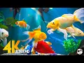 Lagu Aquarium 4K VIDEO (ULTRA HD) 🐠 Beautiful Coral Reef Fish - Relaxing Sleep Meditation Music