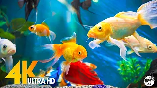 فيديو Aquarium 4K Ultra HD أسماك الشعاب المرجانية الجميلة موسيقى التأمل في النوم الاسترخاء  فيديو Aquarium 4K Ultra HD أسماك الشعاب المرجانية الجميلة موسيقى التأمل في النوم الاسترخاء
