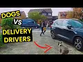 TOP 23 - Dogs VS Delivery Drivers BEWARE Of The Dog
