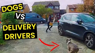 top 23 dogs vs delivery drivers beware of the dog 