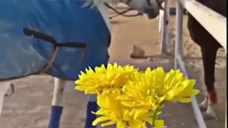 يا بدايات المحبة يا نهايات الولة 