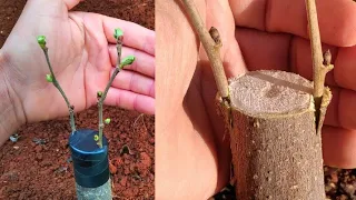 طريقة تطعيم شجرة التوت البرية دندنها