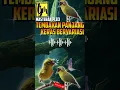 Download Lagu Masteran Pleci Tembakan Panjang Variasi Terbaru